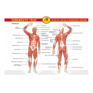 Учебни помагала, чов.тяло